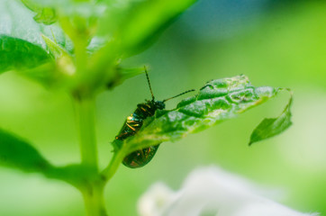 firefly beetle in nature, firefly, beetle