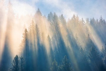 sun light through fog and clouds above the forest. spruce trees on the hill viewed from below. fantastic nature scenery. morning motivation concept