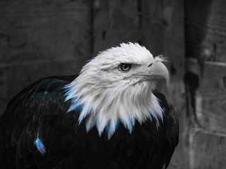 Aigle