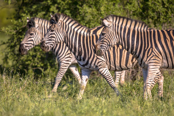 Fototapeta na wymiar Three Common Zebra