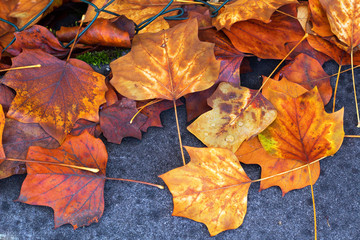 autumn gold city park trees leaves on the asphalt ground
