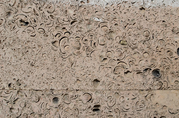 Shell rock texture background close up