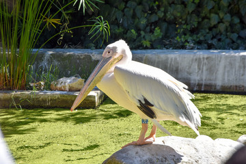 pelecanus onocrotalus in a zoo