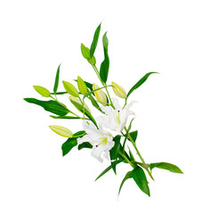 クリッピングパスを持つ自然のユリの花