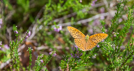 Closeup of an Orange Butterfly in a Forest in Latvia in Summer