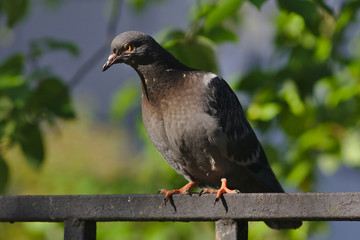 proud dove meets august morning