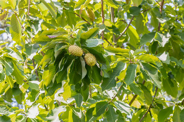 Baum mit einer Stachelannonenfrucht