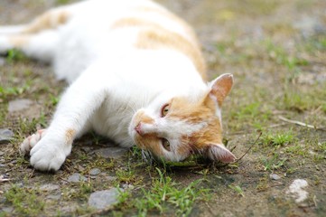 ゴロゴロ、甘える