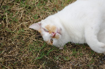 ゴロゴロ、甘える