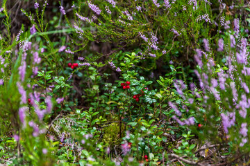 Ripe Red Wild Lingonberries in a Forest in Latvia in Summer