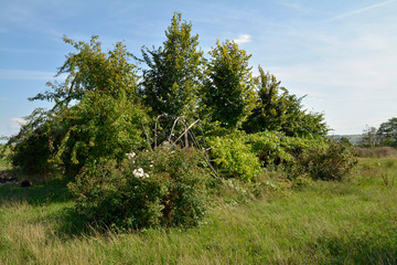 Obraz premium alzey-weinheimer weinkirche