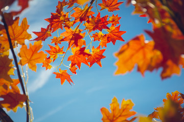 autumn leaves  very shallow focus