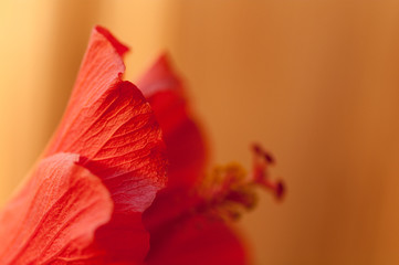 hibiscus red flower macro on a yellow background