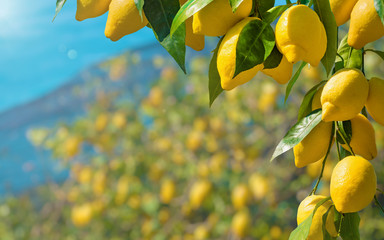 Beautiful lemon garden, bunches of fresh yellow ripe lemons with green leaves