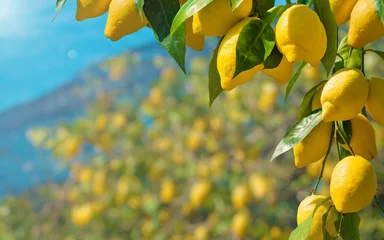 Foto op Plexiglas Beautiful lemon garden, bunches of fresh yellow ripe lemons with green leaves © IgorZh