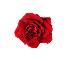 Red rose flower rosette