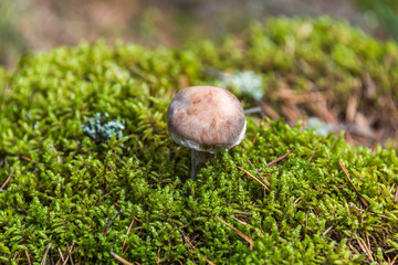 Wild Mushroom Growing in Moss in a Forest in Latvia