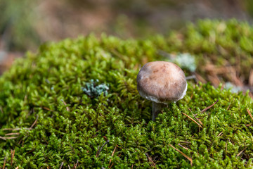 Wild Mushroom Growing in Moss in a Forest in Latvia