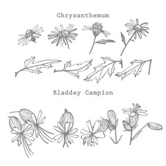 Chamomile and Bladdey Champion flowers. Collection of hand drawn flowers and plants. Botany. Set. Vintage flowers. Black and white illustration in the style of engravings