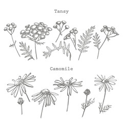 Tansy and Chamomile or daisy flower. Botanical illustration. Good for cosmetics, medicine, treating, aromatherapy, nursing, package design, field bouquet. Hand drawn wild hay flowers