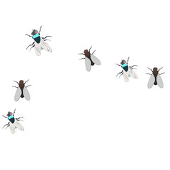  flies crawl on a white background