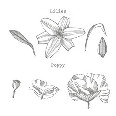 Lily and Poppy flowers. Botanical illustration. Good for cosmetics, medicine, treating, aromatherapy, nursing, package design, field bouquet Hand drawn wild hay flowers