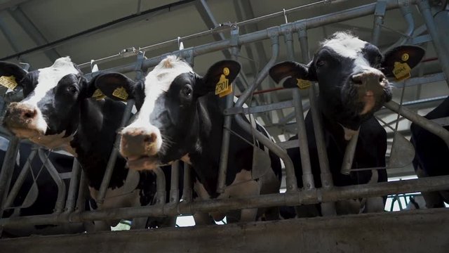 beautiful cows in a modern barn