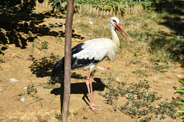 The stork in the zoo