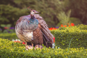 Peafowl with two little young peacock chicks in the park (Flower garden, Kromeriz)