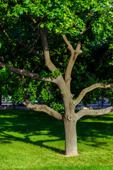 Beautiful unusual tree with branches diverging in different directions