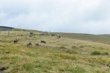 The Cairngorm Reindeer Herd is free-ranging herd of reindeer in the Cairngorm mountains in Scotland.