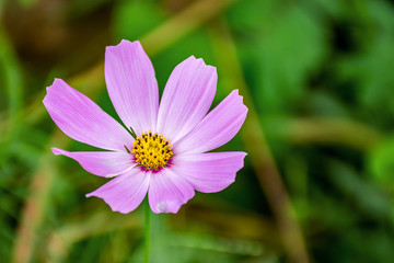 Close up pink cosmos flower in the garden