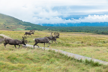 The Cairngorm Reindeer Herd is free-ranging herd of reindeer in the Cairngorm mountains in Scotland.