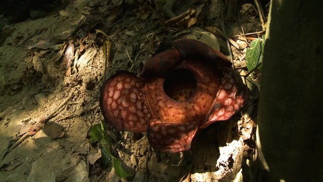 Close-up high-angle, still shot of beautiful blooming rafflesia flower inside a forest ground on a sunny day, Belum Rainforest, Perak, KL, Malaysia