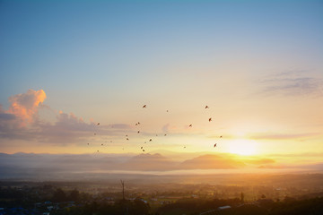 Grass on the field during sunrise. Agricultural landscape in the summer time in Thailand
