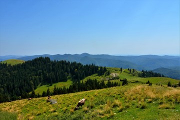Fototapeta na wymiar alpine landscape in summer