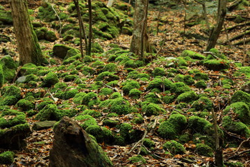 苔むす森