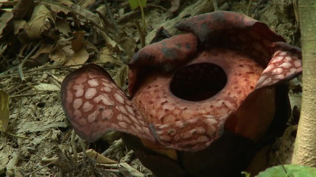 Extreme close-up high-angle still shot of a huge rafflesia flower bloom on a dry rainforest ground, Royal Belum Rainforest, Perak, Kuala Lumpur, Malaysia