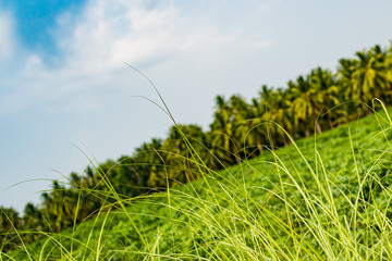 Palm grove. Tropical country. Landscape. mountain islands on the background