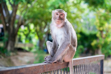 Obraz premium a pensive lonely monkey sits on a fence in the shade of a tree. The concept of animals in the zoo.