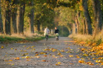 Fototapeta premium ON A COUNTRY ROAD - Sunny and beautiful autumn morning 