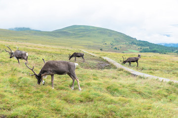 Naklejka na ściany i meble The Cairngorm Reindeer Herd is free-ranging herd of reindeer in the Cairngorm mountains in Scotland.