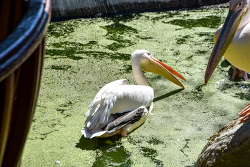 pelecanus onocrotalus in a zoo