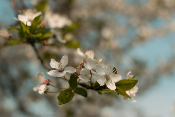 Obraz premium Beautiful Blossom Cherry Tree Flowers and Buds