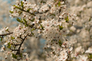 Beautiful Blossom Cherry Tree Flowers and Buds