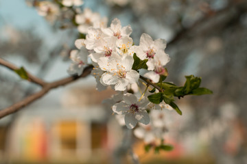 Beautiful Blossom Cherry Tree Flowers and Buds