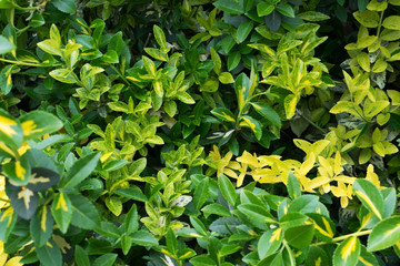 Euonymus fortunei, wintercreeper, spindle or climbing euonymus