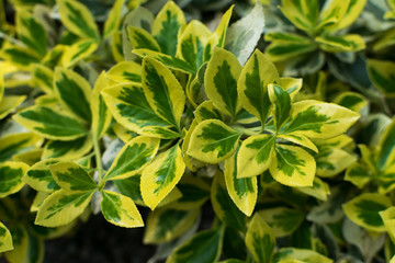 Euonymus fortunei, wintercreeper, spindle or climbing euonymus