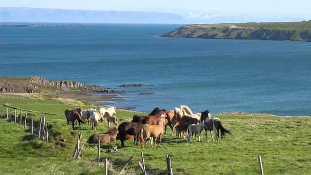 Frisky Icelandic ponies horses stand in green field in Westfjords fjord region of Iceland.