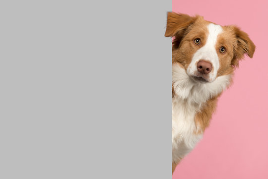 Portrait of a red border collie dog looking around the corner of a grey empty board for copy space